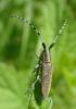 Agapanthia villosoviridescens